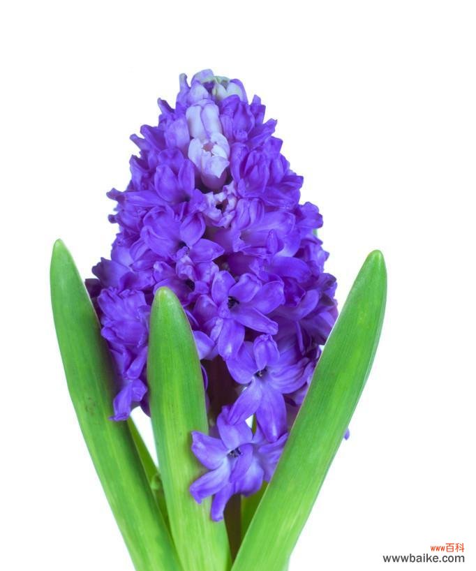 用蓝色风信子传递爱的信息 蓝色风信子花语