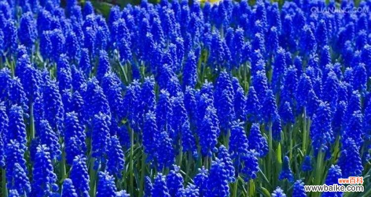 探索蓝色风信子所代表的情感与美好 蓝色风信子的花语及象征意义
