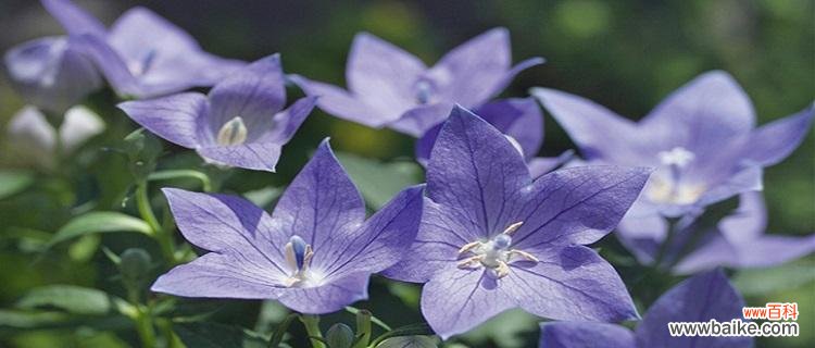 探究蓝色桔梗花的象征与寓意 蓝色桔梗花的花语与意义
