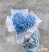 星光璀璨 蓝色满天星的寓意及象征意义