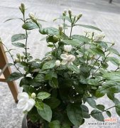 六字花语茉莉有何含义？六字花语茉莉代表什么？