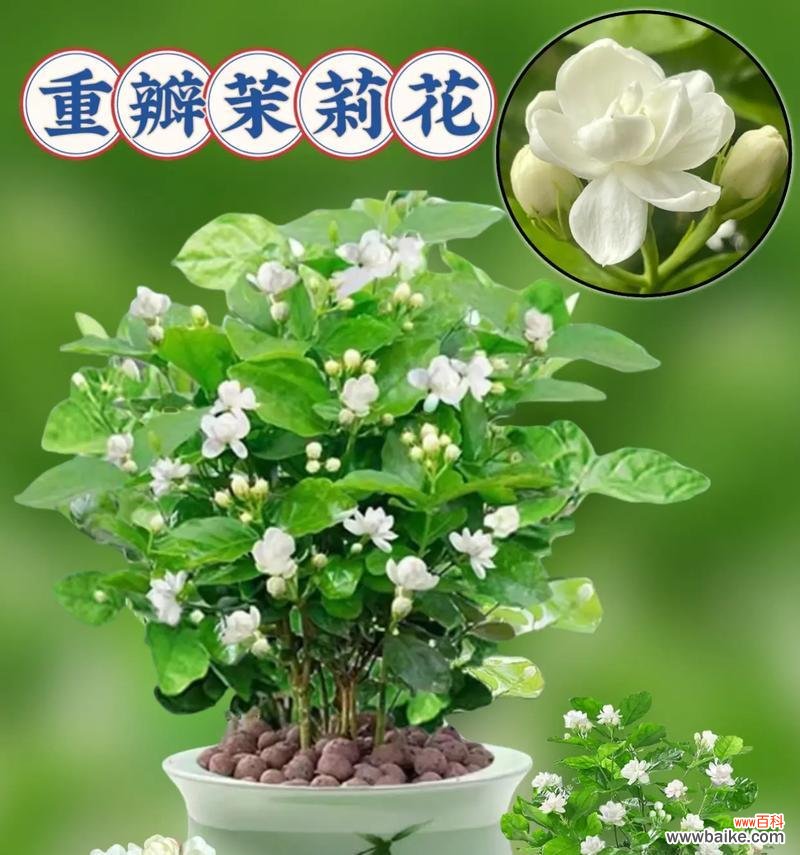 六字花语茉莉有何含义？六字花语茉莉代表什么？