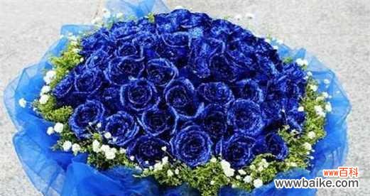 蓝色心情花语有何寓意？它传递了怎样的情感？