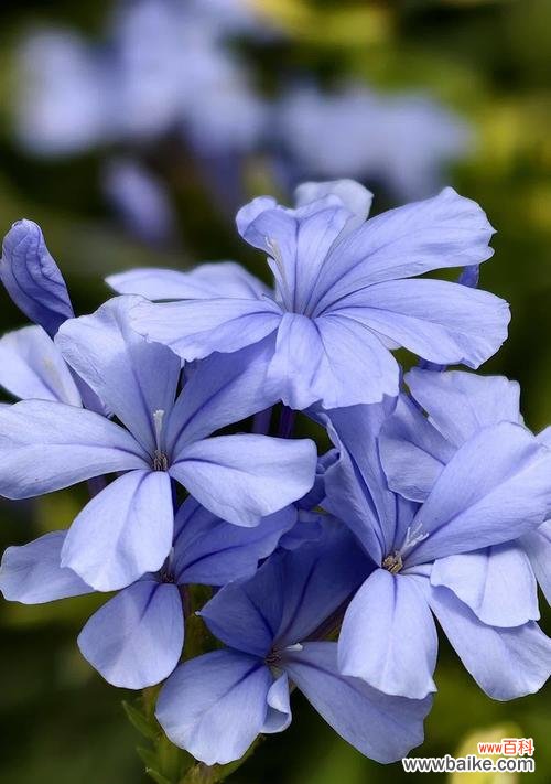 蓝色心情花语有何寓意？它传递了怎样的情感？