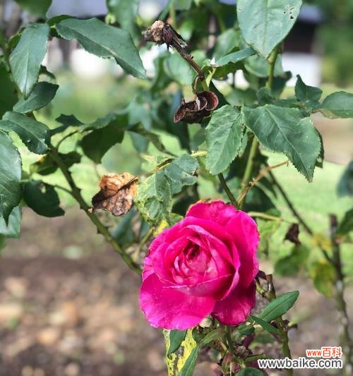 燕草飞的花语有何深意？它代表了什么？