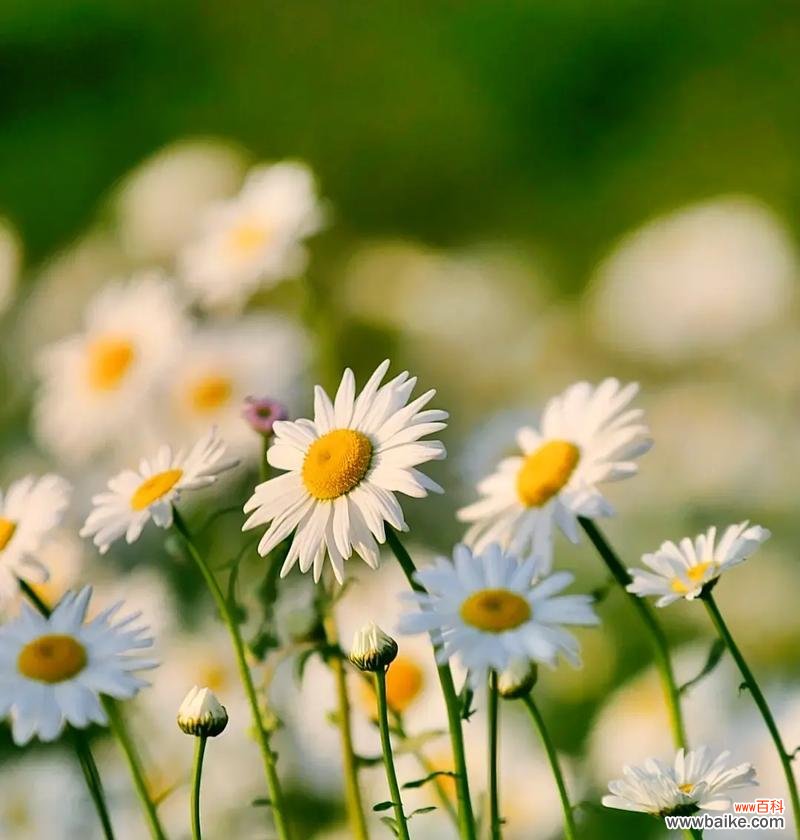 燕草飞的花语有何深意？它代表了什么？