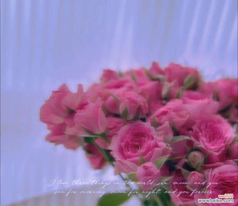 苏菲玫瑰的花语是什么？为什么苏菲玫瑰这么特别？