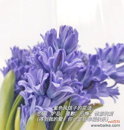 苏菲玫瑰的花语是什么？为什么苏菲玫瑰这么特别？