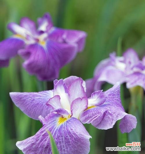 误认为鸢尾是兰花的花语是什么?鸢尾与兰花花语的区别是什么?