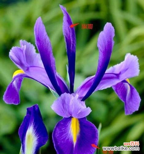 误认为鸢尾是兰花的花语是什么?鸢尾与兰花花语的区别是什么?