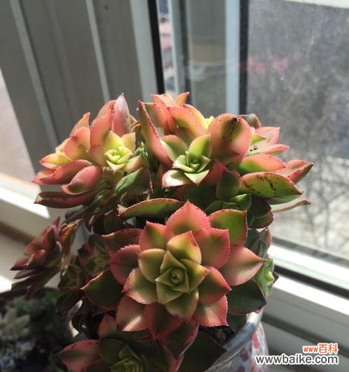 四大军中文花语有何特殊含义？