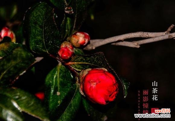 四大军中文花语有何特殊含义？