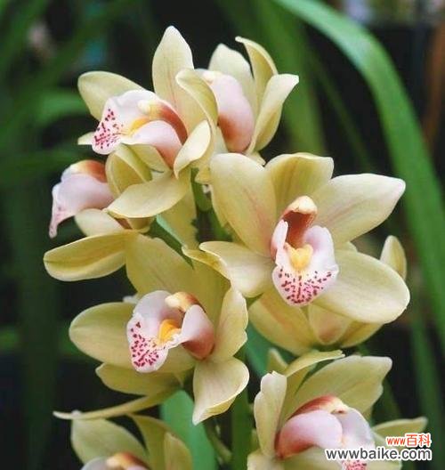 美兰保护花的花语代表什么?