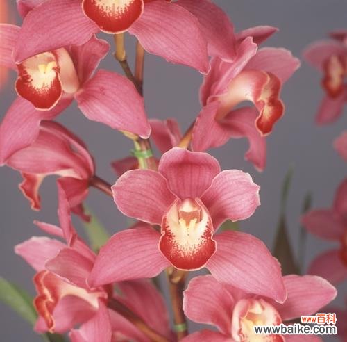 美兰保护花的花语代表什么?