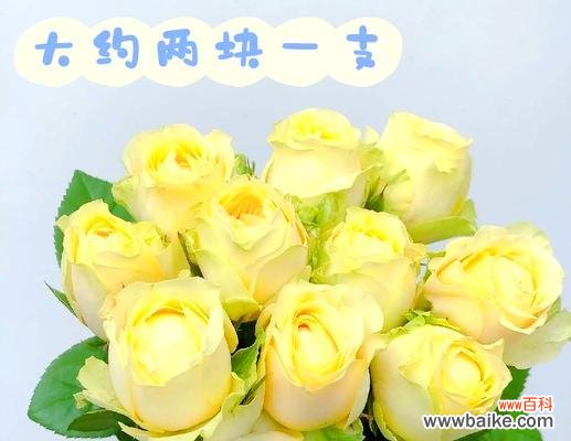 哪种花的花语是希望被爱？在送花时应如何表达？