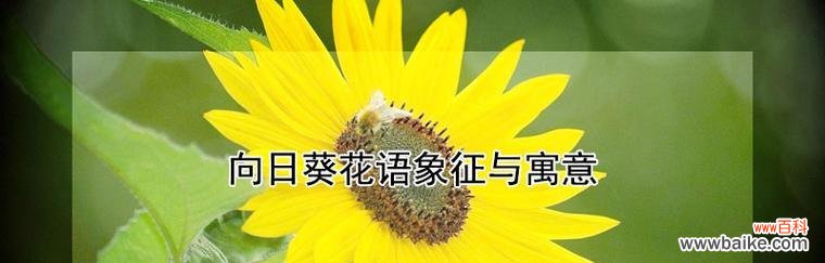 花语大结局最后一集的花语是什么?它揭示了什么主题?