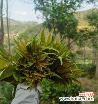 让人感到恶心的花语有哪些?