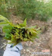 让人感到恶心的花语有哪些？