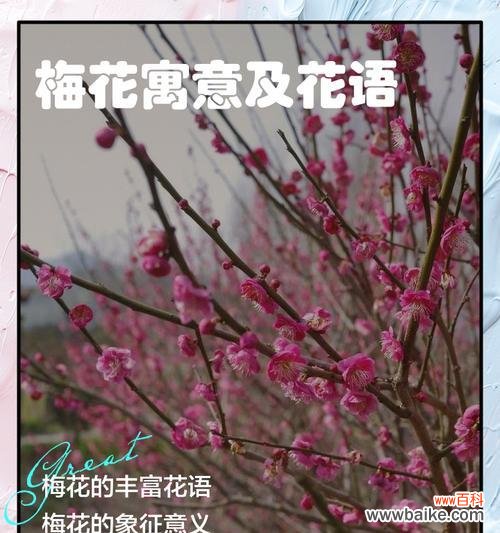 彼岸梅花代表什么意义?花语中蕴含了哪些情感?