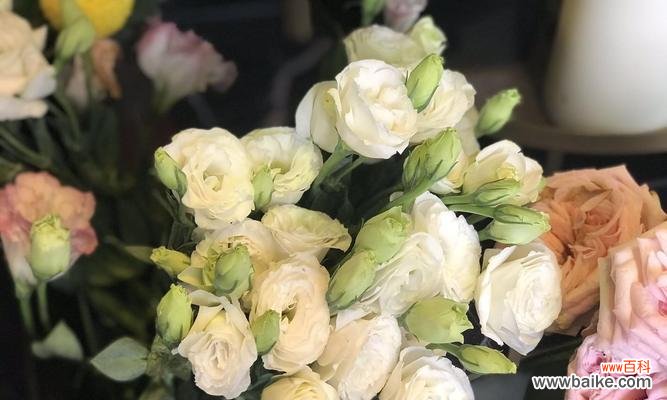 洋桔梗花语解读与传承 白色洋桔梗花语