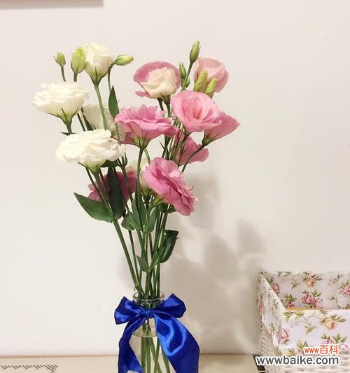 洋桔梗花语解读与传承 白色洋桔梗花语