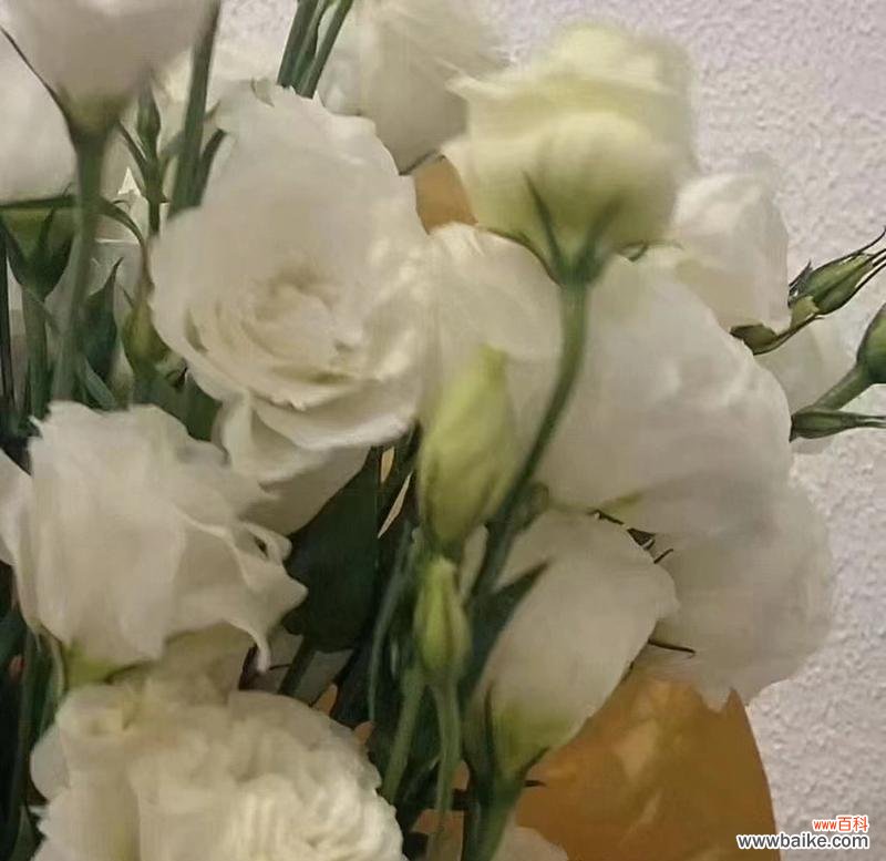 探索白色洋桔梗花的深刻寓意 洋桔梗花语之纯洁与祝福