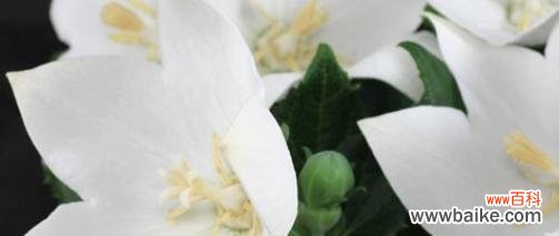 洋桔梗的意义、传说和应用 白色洋桔梗的花语