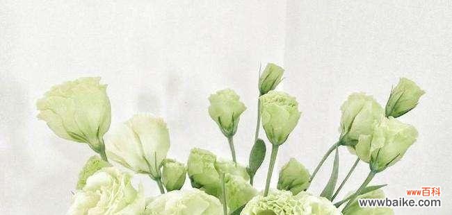 洋桔梗的意义、传说和应用 白色洋桔梗的花语