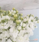 揭示白色紫罗兰的神秘魅力，解读它的花语 白色紫罗兰的花语与寓意