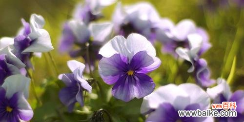 揭示白色紫罗兰的神秘魅力,解读它的花语 白色紫罗兰的花语与寓意
