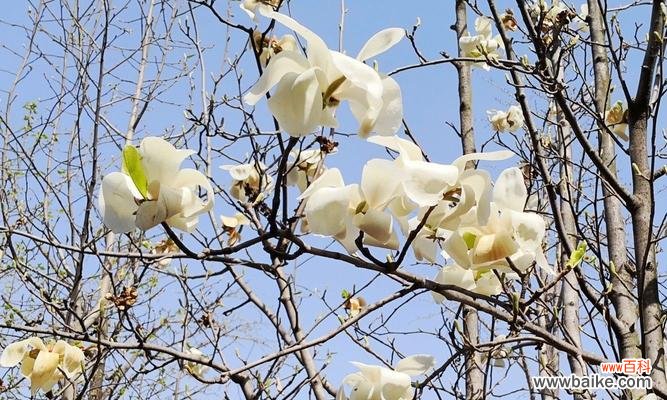 绽放纯净之美，传承文化之花 白玉兰花的寓意与传承