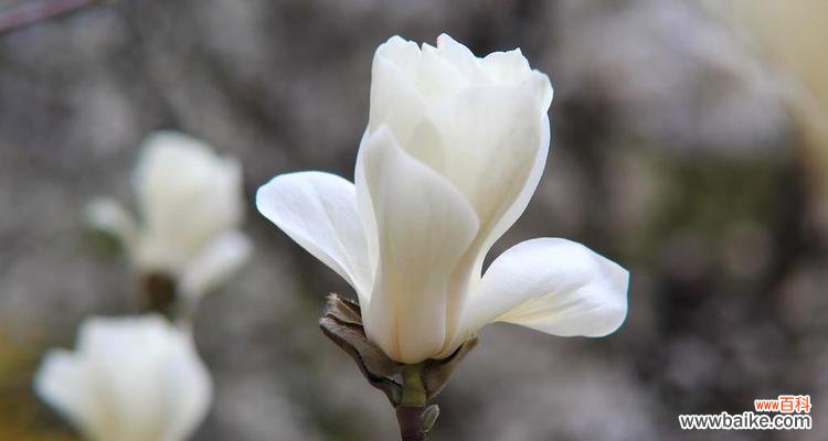 绽放纯净之美，传承文化之花 白玉兰花的寓意与传承