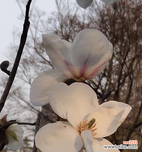 绽放纯净之美，传承文化之花 白玉兰花的寓意与传承