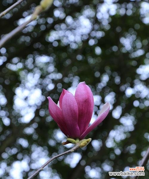 揭示白玉兰的神秘之美 白玉兰花的花语和寓意