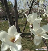 揭示白玉兰的神秘之美 白玉兰花的花语和寓意