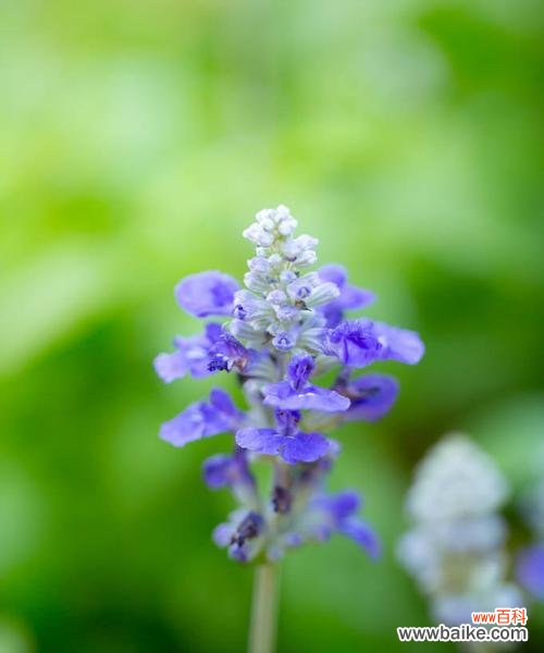 绽放于纯净中的幸福与祝福 白色薰衣草的花语与寓意