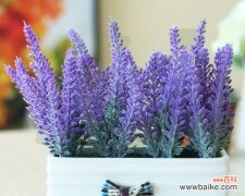 绽放于纯净中的幸福与祝福 白色薰衣草的花语与寓意