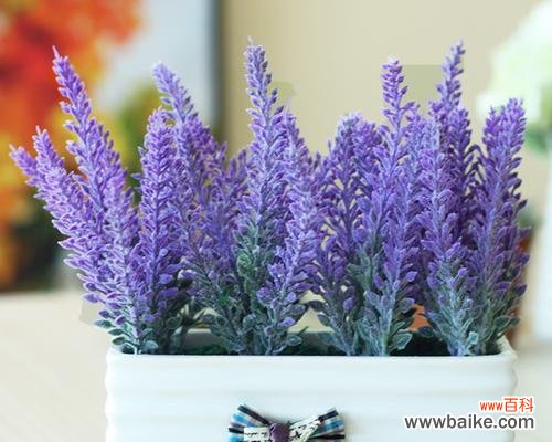 绽放于纯净中的幸福与祝福 白色薰衣草的花语与寓意