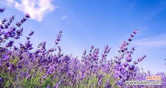 绽放于纯净中的幸福与祝福 白色薰衣草的花语与寓意