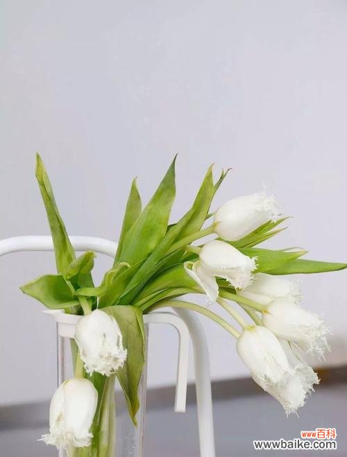 纯洁、温柔与希望的象征 白色郁金香的深刻花语