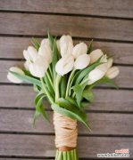 纯洁、温柔与希望的象征 白色郁金香的深刻花语