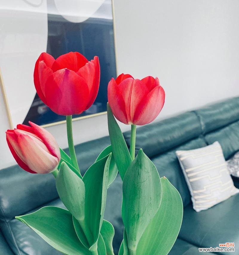 揭开白色郁金香的象征意义和心灵之美 白色郁金香的花语与寓意