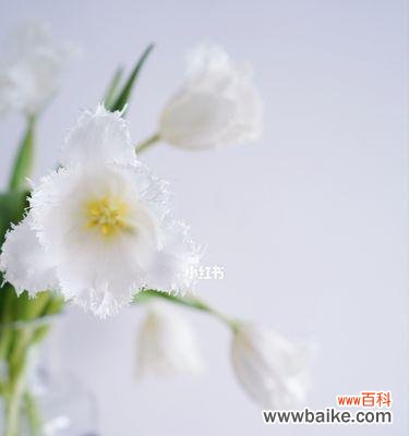 揭开白色郁金香的象征意义和心灵之美 白色郁金香的花语与寓意
