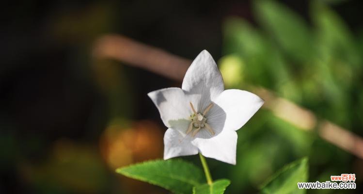白色洋桔梗的美丽传说与寓意解析 洋桔梗的意义与象征——带你走进白色洋桔梗的神奇世界