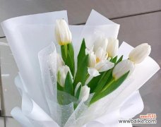 花开清晨，美丽如雪；如此纯白，寄托心愿 白色郁金香的花语