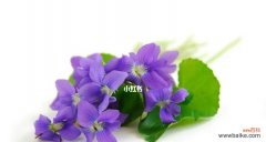 探索白色紫罗兰的深层寓意及美丽传承 白色紫罗兰的花语