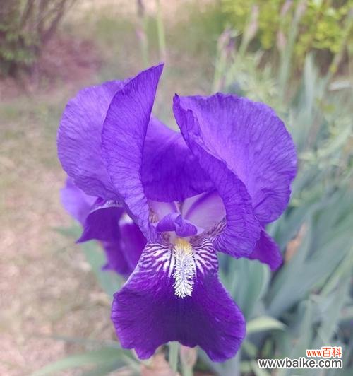 探寻花朵背后的情感世界 白色鸢尾花与紫色鸢尾花的花语