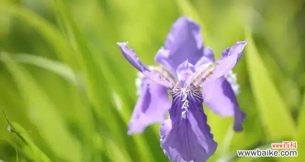 探寻花朵背后的情感世界 白色鸢尾花与紫色鸢尾花的花语