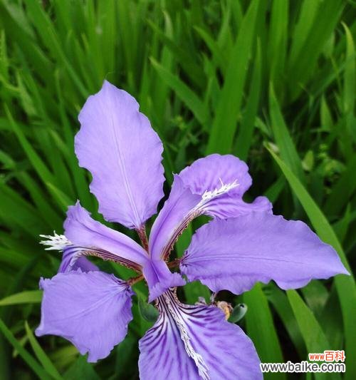 探寻花朵背后的情感世界 白色鸢尾花与紫色鸢尾花的花语