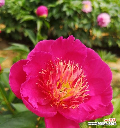 探寻白芍药的浪漫情愫 白芍药花语与爱情的深意